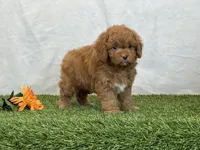 Farley, a male Cavapoo for sale in Dalton, OH – Photo 7 of 10