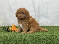 Farley, a male Cavapoo for sale in Dalton, OH – Photo 10 of 10
