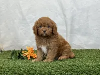 Farley, a male Cavapoo for sale in Dalton, OH – Photo 5 of 10
