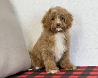 Timmy, a male Cavapoo for sale in Dalton, OH – Photo 10 of 10