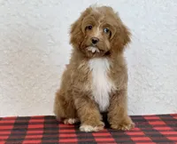Timmy, a male Cavapoo for sale in Dalton, OH – Photo 1 of 10