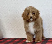 Timmy, a male Cavapoo for sale in Dalton, OH – Photo 7 of 10