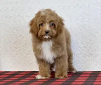 Timmy, a male Cavapoo for sale in Dalton, OH – Photo 5 of 10
