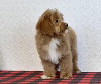 Timmy, a male Cavapoo for sale in Dalton, OH – Photo 4 of 10