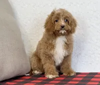 Timmy, a male Cavapoo for sale in Dalton, OH – Photo 6 of 10