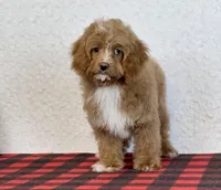 Timmy, a male Cavapoo for sale in Dalton, OH – Photo 9 of 10