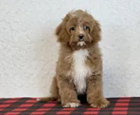 Timmy, a male Cavapoo for sale in Dalton, OH – Photo 3 of 10