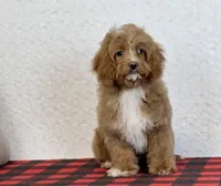 Timmy, a male Cavapoo for sale in Dalton, OH – Photo 8 of 10