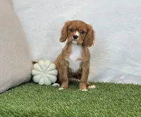 Juliet , a female Cavalier King Charles Spaniel for sale in Dalton, OH – 8 of 10