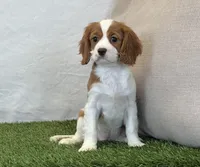Janna , a female Cavalier King Charles Spaniel for sale in Dalton, OH – 10 of 10
