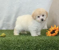 Kira , a female Bichpoo for sale in Dalton, OH – 5 of 10