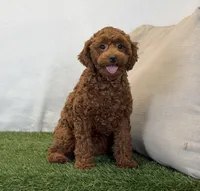 Hattie, a female Poodle - Miniature  for sale in Dalton, OH – 10 of 10