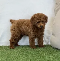 Hattie , a female Poodle - Miniature  for sale in Dalton, OH – 6 of 8