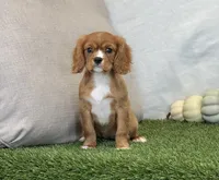 Juliet , a female Cavalier King Charles Spaniel for sale in Dalton, OH – 2 of 10