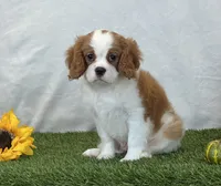 Jagger, a male Cavalier King Charles Spaniel for sale in Dalton, OH – 5 of 10