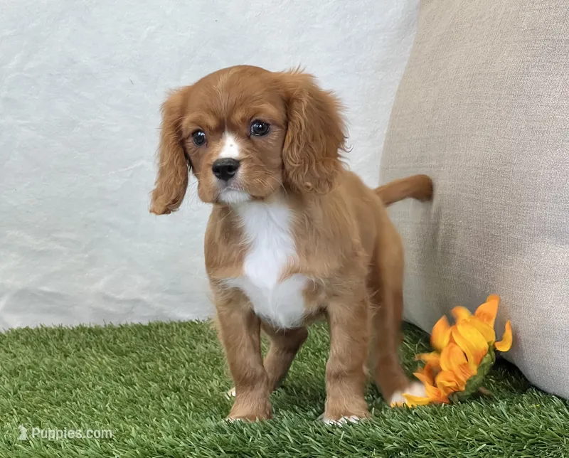 Juliet  – Cavalier King Charles Spaniel puppy for sale in Dalton, OH