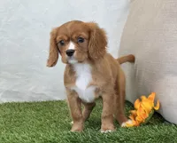 Juliet , a female Cavalier King Charles Spaniel for sale in Dalton, OH – 1 of 10