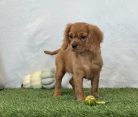 Josie , a female Cavalier King Charles Spaniel for sale in Dalton, OH – 6 of 10
