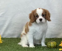 Jagger, a male Cavalier King Charles Spaniel for sale in Dalton, OH – 2 of 10