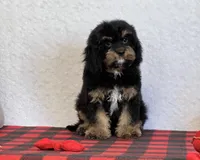 Vivi, a female Cavapoo for sale in Dalton, OH – Photo 2 of 10