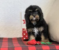 Vivi, a female Cavapoo for sale in Dalton, OH – Photo 6 of 10