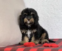 Vivi, a female Cavapoo for sale in Dalton, OH – Photo 3 of 10