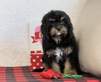 Vivi, a female Cavapoo for sale in Dalton, OH – Photo 7 of 10