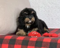 Vivi, a female Cavapoo for sale in Dalton, OH – Photo 9 of 10