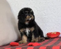 Vivi, a female Cavapoo for sale in Dalton, OH – Photo 4 of 10