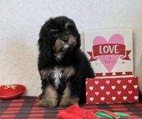 Vivi, a female Cavapoo for sale in Dalton, OH – Photo 5 of 10