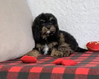 Vivi, a female Cavapoo for sale in Dalton, OH – Photo 8 of 10