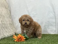 Forest, a male Cavapoo for sale in Dalton, OH – Photo 7 of 10