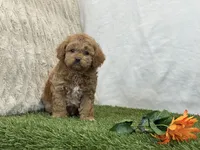 Forest, a male Cavapoo for sale in Dalton, OH – Photo 6 of 10