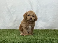 Forest, a male Cavapoo for sale in Dalton, OH – Photo 8 of 10