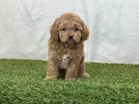 Forest, a male Cavapoo for sale in Dalton, OH – Photo 2 of 10