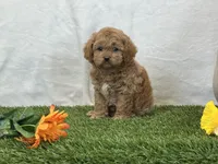 Forest, a male Cavapoo for sale in Dalton, OH – Photo 5 of 10