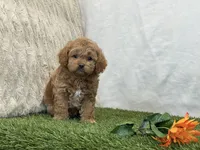 Forest, a male Cavapoo for sale in Dalton, OH – Photo 3 of 10