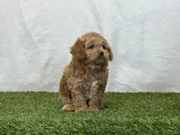 Forest, a male Cavapoo for sale in Dalton, OH – Photo 10 of 10
