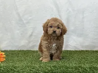 Forest, a male Cavapoo for sale in Dalton, OH – Photo 9 of 10