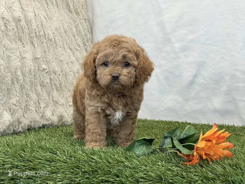 Forest – Cavapoo puppy on hold in Dalton, OH