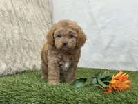 Forest, a male Cavapoo for sale in Dalton, OH – Photo 1 of 10