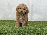Forest, a male Cavapoo for sale in Dalton, OH – Photo 4 of 10