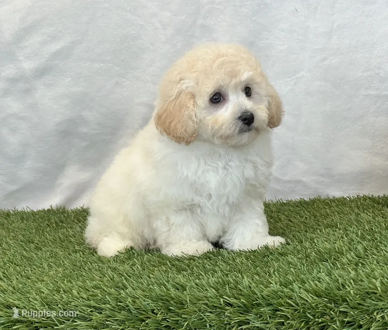 Kylie – Bichpoo puppy for sale in Dalton, OH