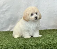 Kylie, a female Bichpoo for sale in Dalton, OH – 1 of 10