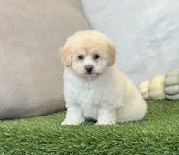 Kira , a female Bichpoo for sale in Dalton, OH – 6 of 10