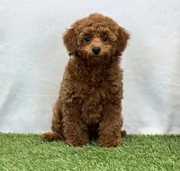 Hattie , a female Poodle - Miniature  for sale in Dalton, OH – 8 of 8