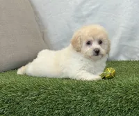 Kira , a female Bichpoo for sale in Dalton, OH – 8 of 10