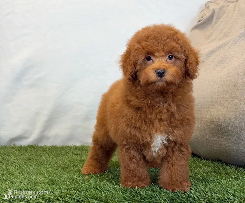 Leo – Bichpoo puppy for sale in Dalton, OH