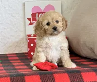 Bailey, a female Cavapoo for sale in Dalton, OH – Photo 3 of 10
