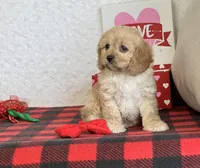 Bailey, a female Cavapoo for sale in Dalton, OH – Photo 9 of 10